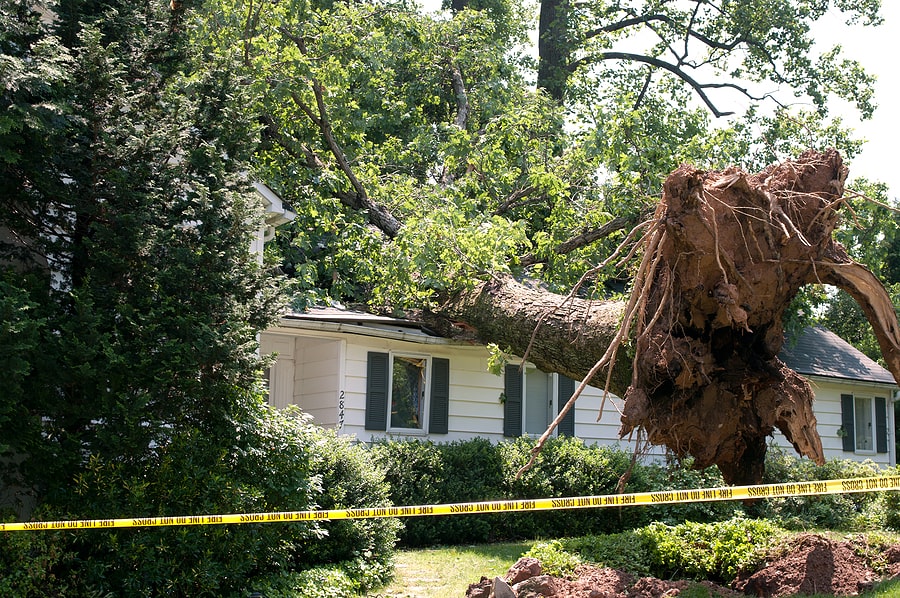 Tree Fallen On Roof Of Home